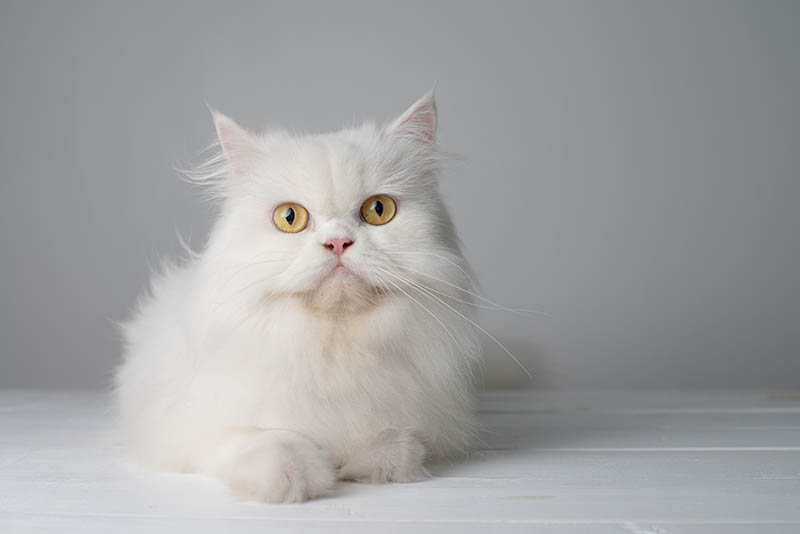 white persian cat sitting on the table
