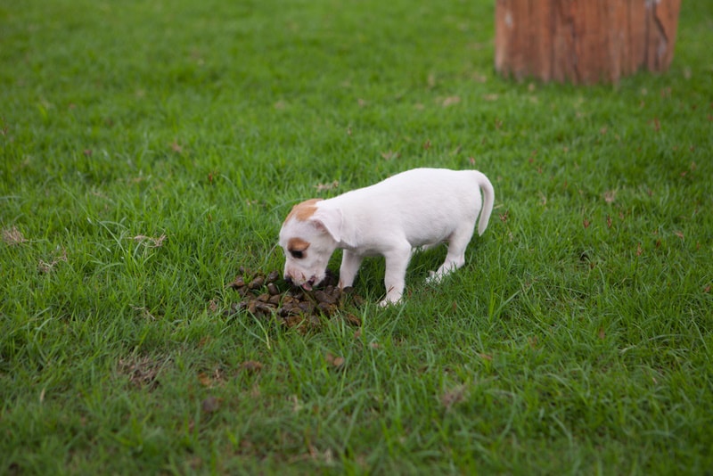 white puppy eating animal feces