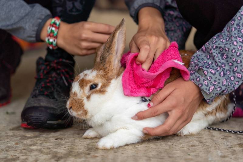 wiping rabbit with cloth
