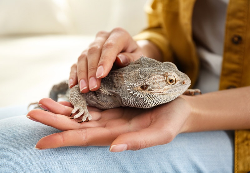 woman handling her bearded dragon