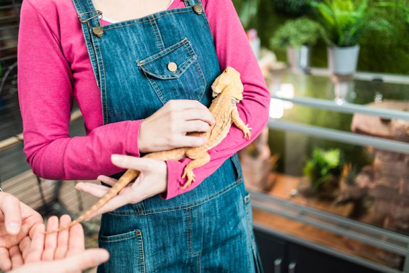 woman petting a bearded dragon