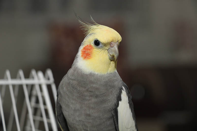 yellow and grey cockatiel up close