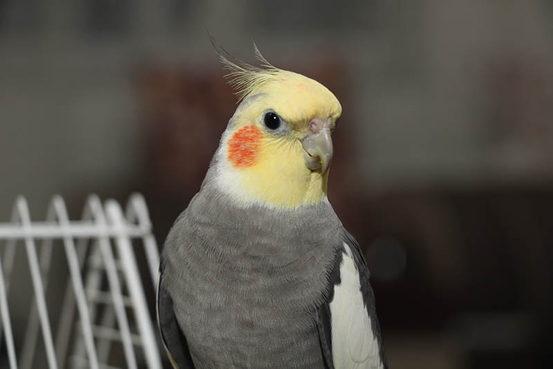 Monitoring Your Cockatiel's Weight