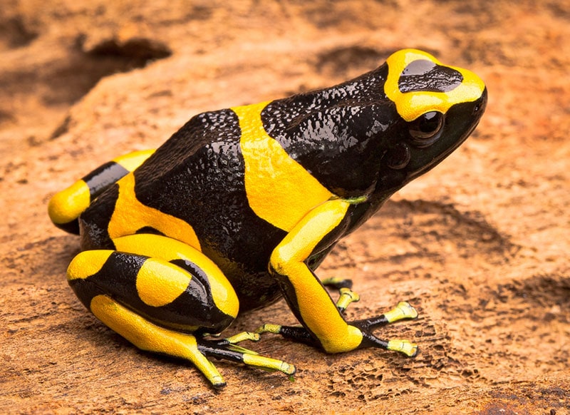 yellow banded poison dart frog on the ground
