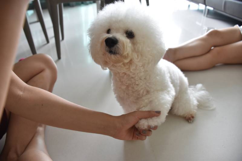 How to potty train a sales bichon frise