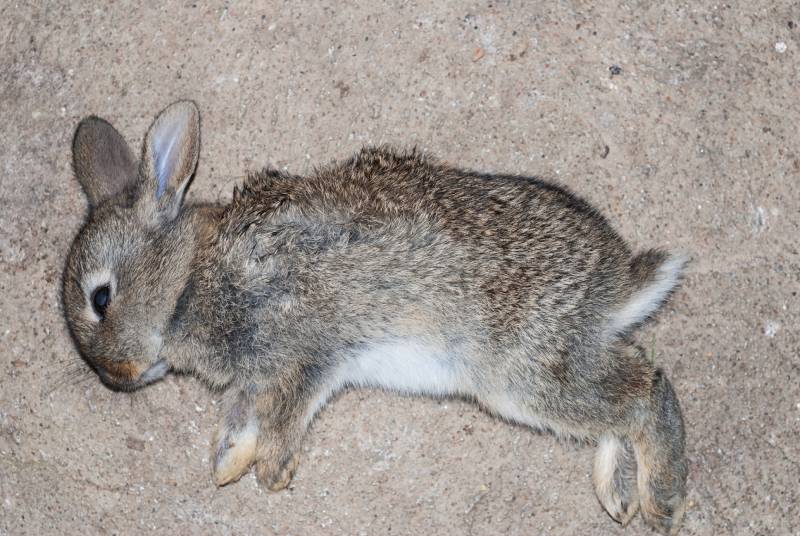 young dead rabbit