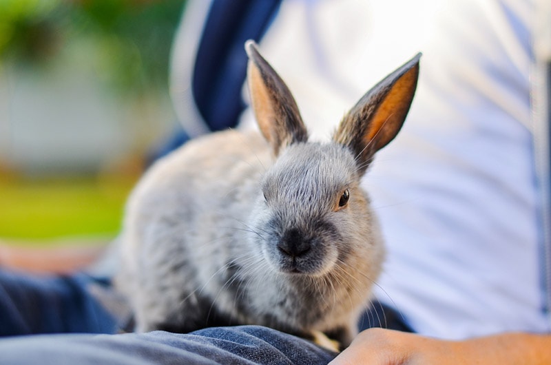 young dwarf rabbit sitting on a lap of the owner