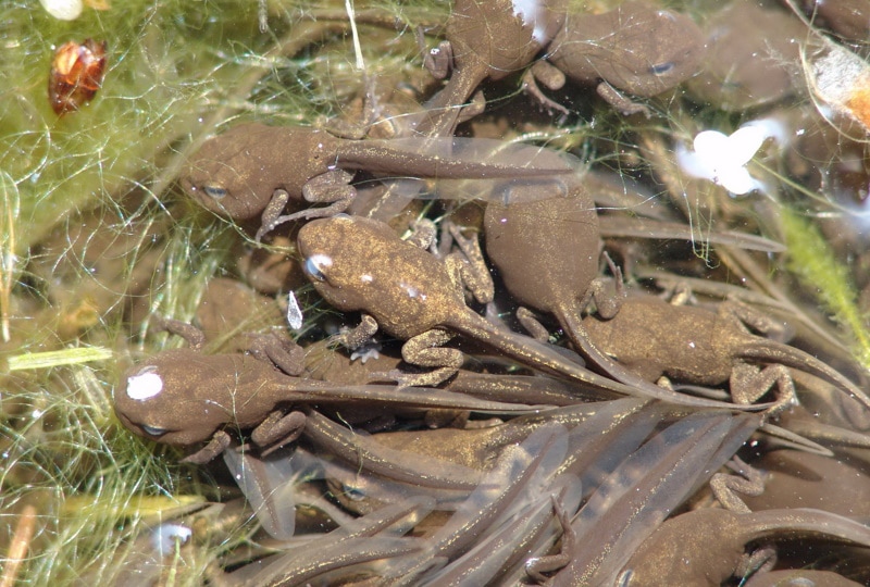 young frogs in the pond