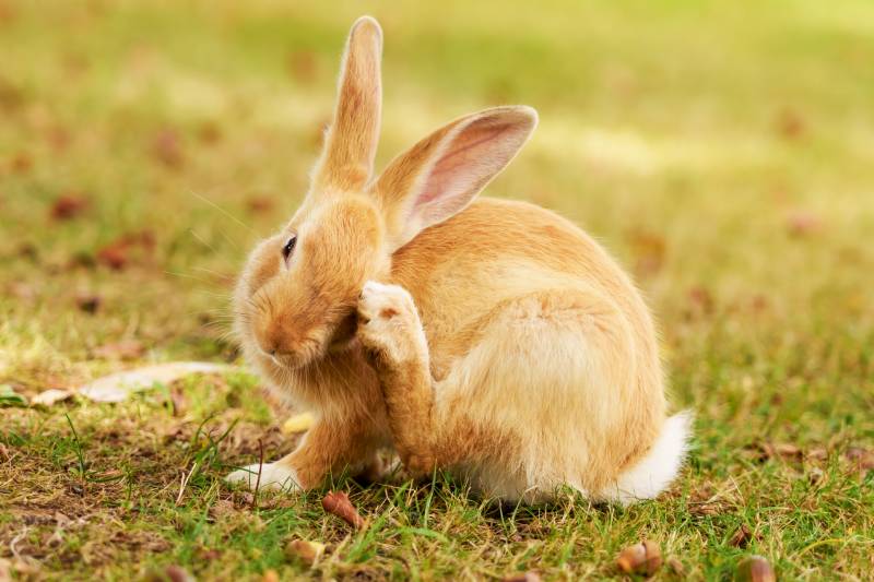 young red rabbit scratching on a picturesque meadow