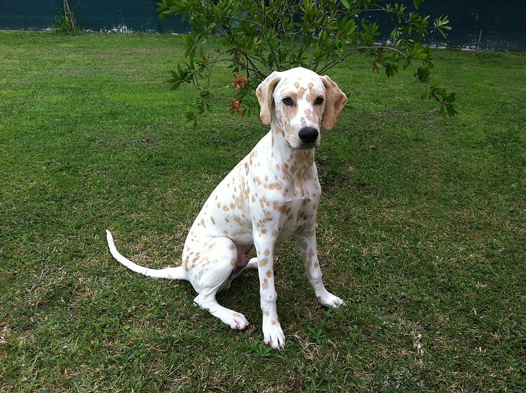 Are Rainbow Dalmatians Real? The Truth Revealed | Hepper