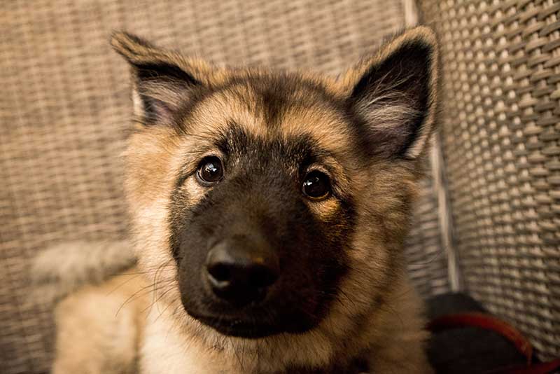 A close-up of a cute fluffy Norwegian Lundehund puppy looking into the camera