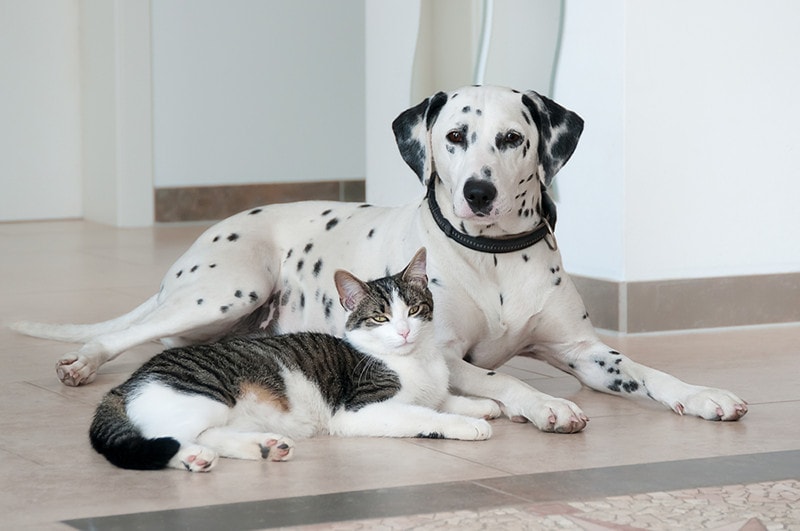 are dalmatian good with cats?