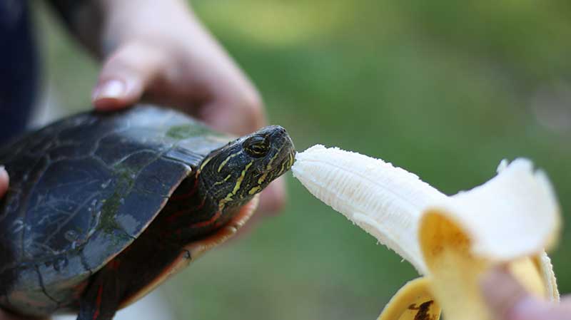 A turtle eating a banana