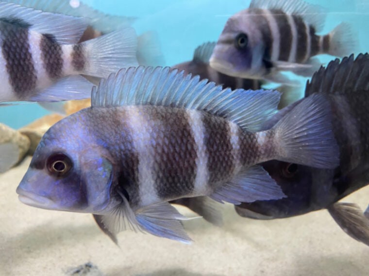 African Cichlid Water Temperature Guide Ideal Conditions Explained