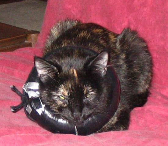 5 DIY Cat Cones You Can Make Today With Pictures Hepper