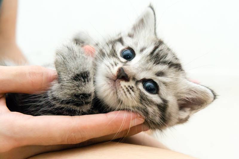 American shorthair kitten is on the hands of the owner