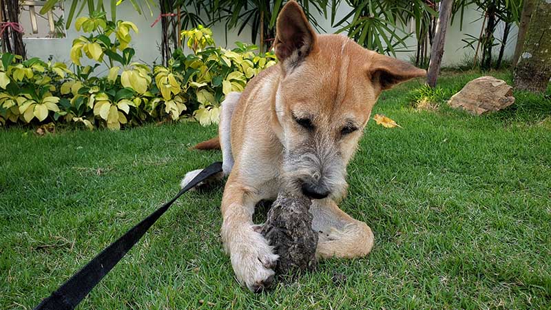 An adorable young dog chewing stone on green grass.