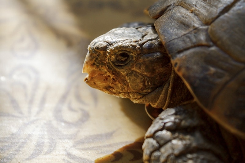 An old sick tortoise close-up