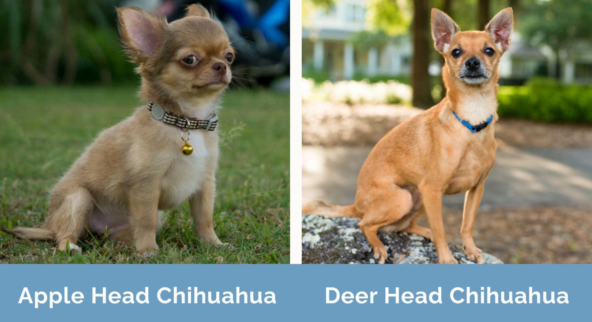 Apple Head vs. Deer Head Chihuahuas Key Differences (With Pictures