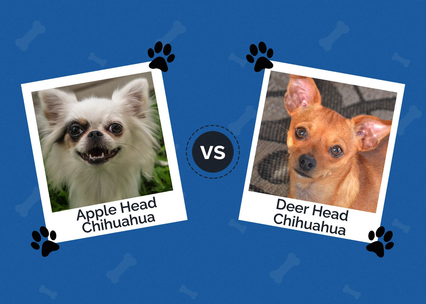 whats a deer head chihuahua