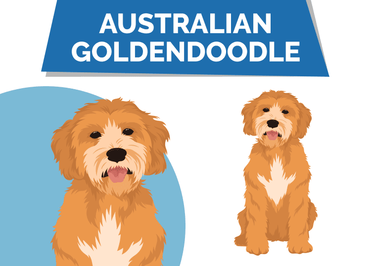 Australian Goldendoodle Dog Vector