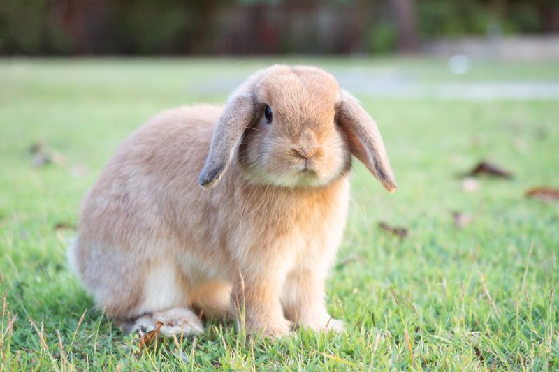 Baby orange holland lop rabbit at garden