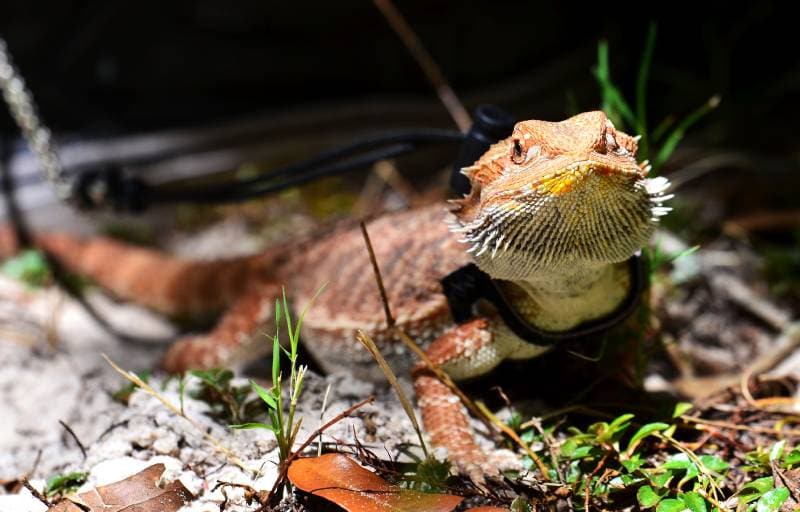 Bearded dragon pet on a leash going out for a walk