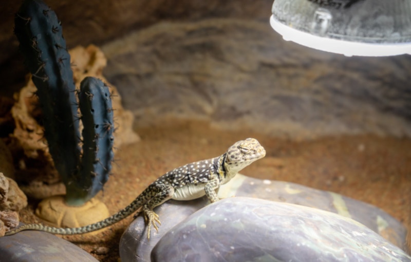 Bearded dragon under a heat lamp