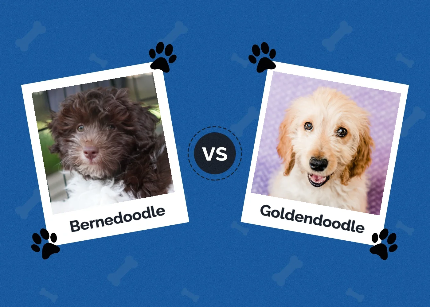 Bernedoodle vs Goldendoodle - Featured Image