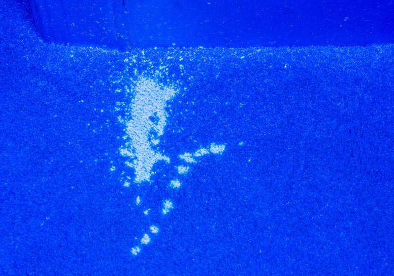 Do Black Lights Work To Find Dog Urine