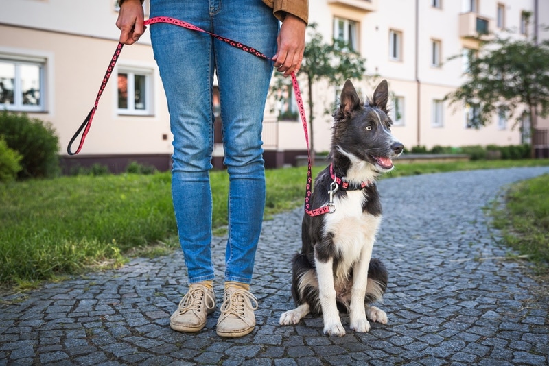 Border collie puppy sitting next to owner