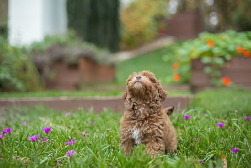 Brown havapoo puppy sitting in the grass
