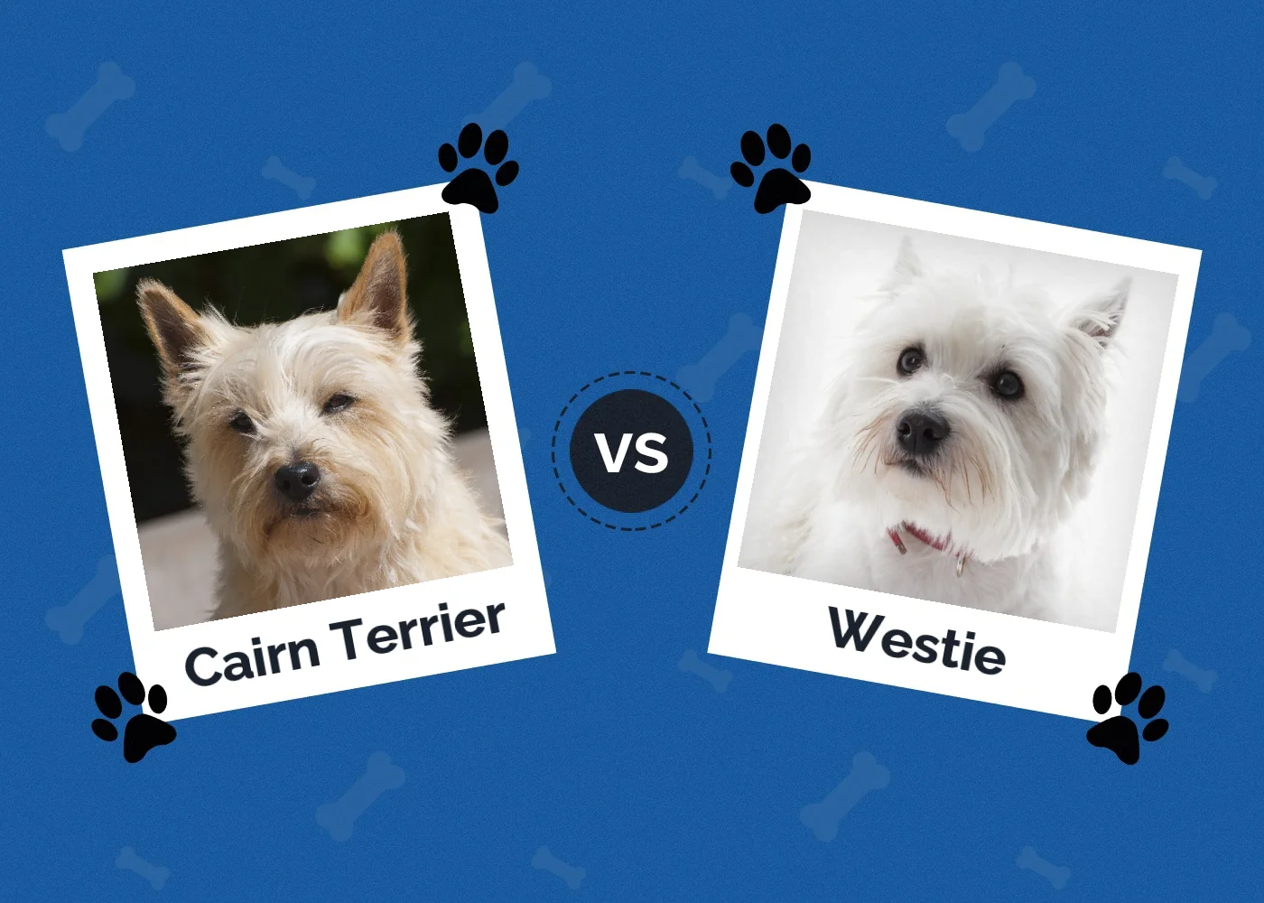 Cairn Terrier vs Westie - Featured Image