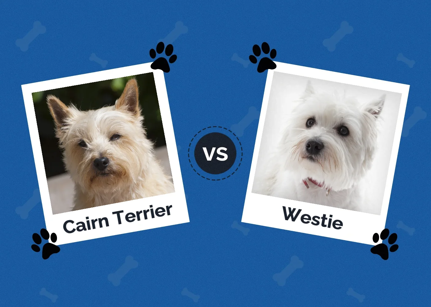 are westies right for me