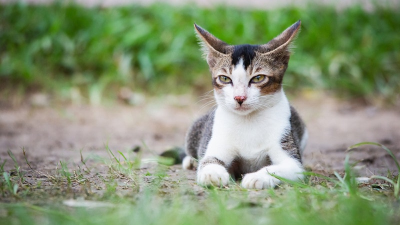 Cat Airplane Ears and Curious Eyes