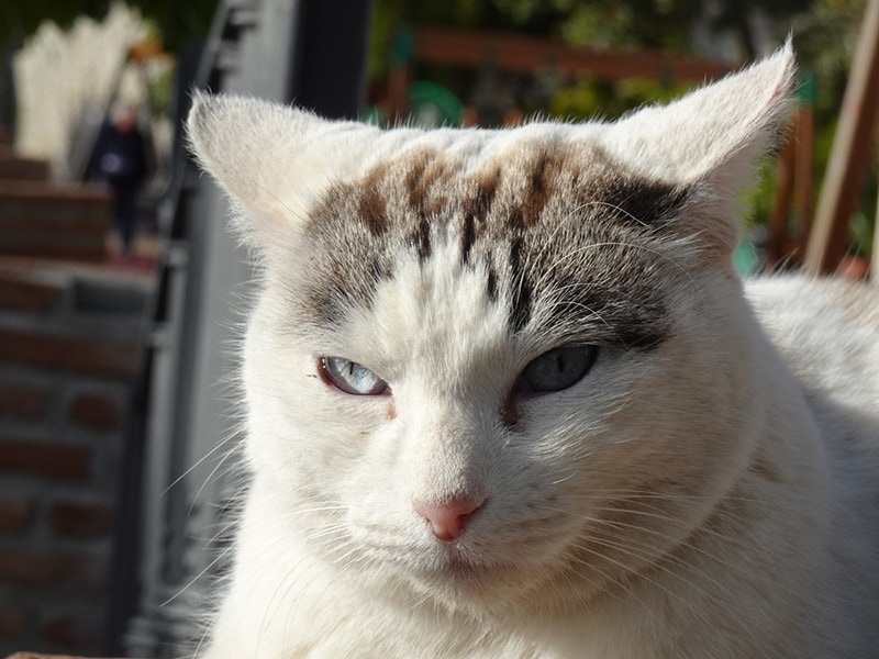 Cat Airplane Ears What Is It & What Does It Mean Hepper