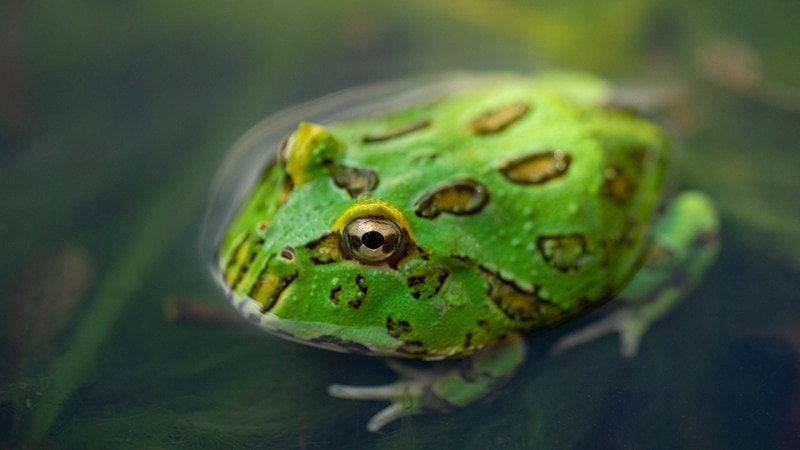 Ceratophrys Canwelli or Pacman frog swimming in water