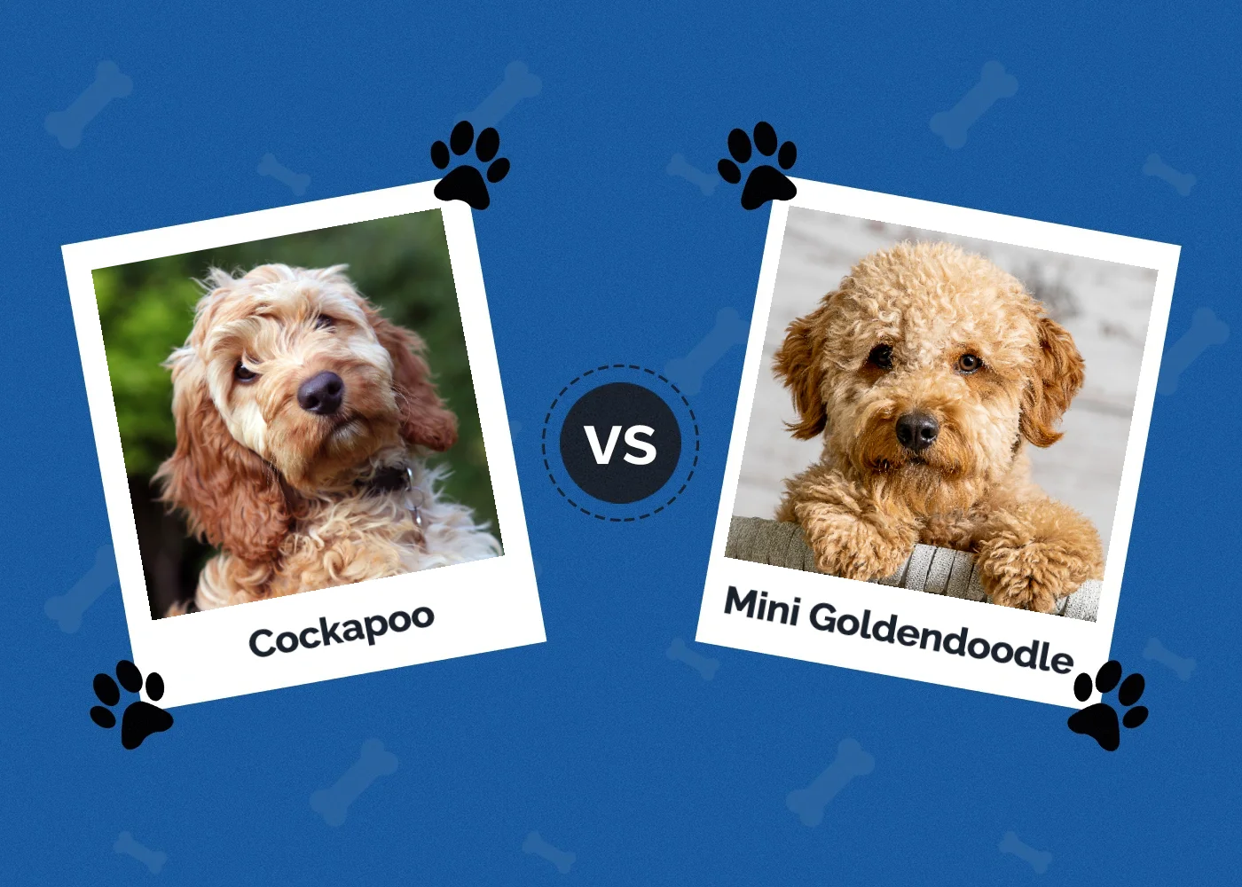Cockapoo vs Mini Goldendoodle - Featured Image