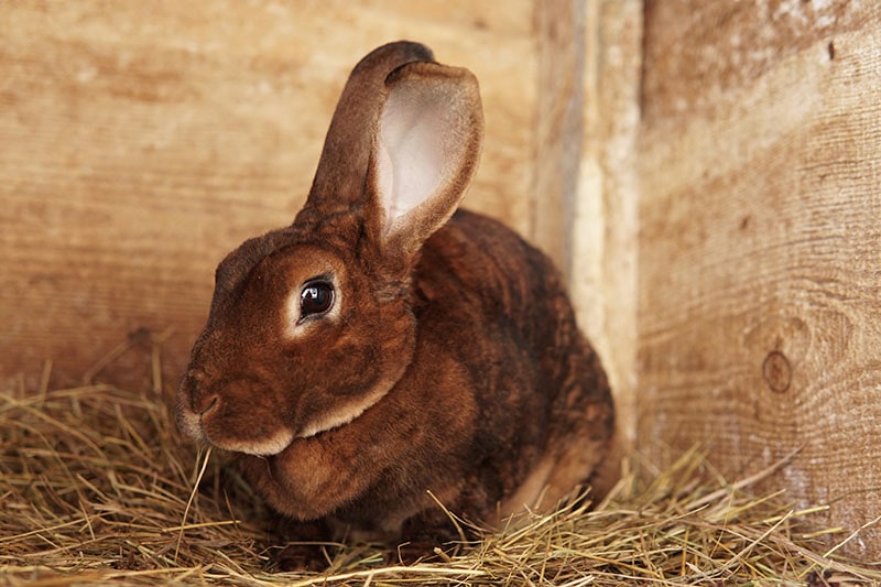 Cute brown rex rabbit in a farm