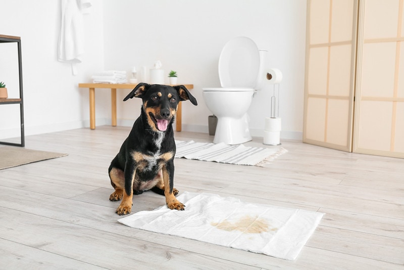 Cute dog near underpad with wet spot in bathroom dog potty train