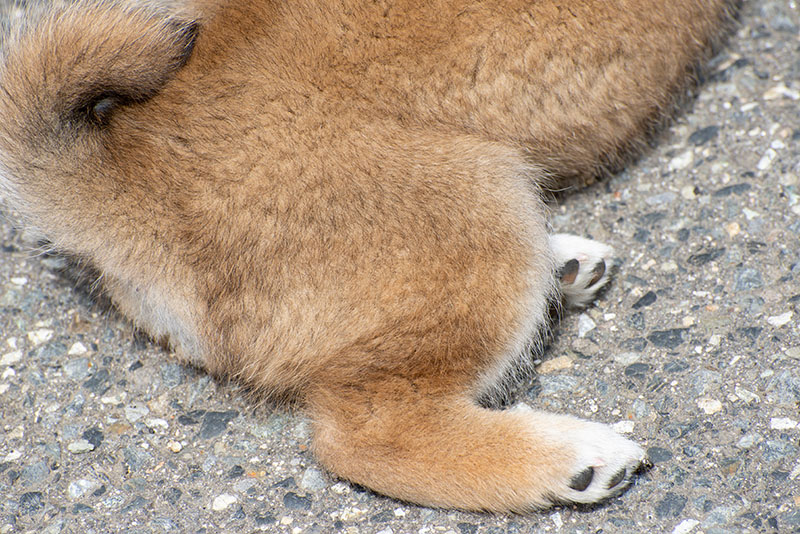 Cute shiba inu ass and tail