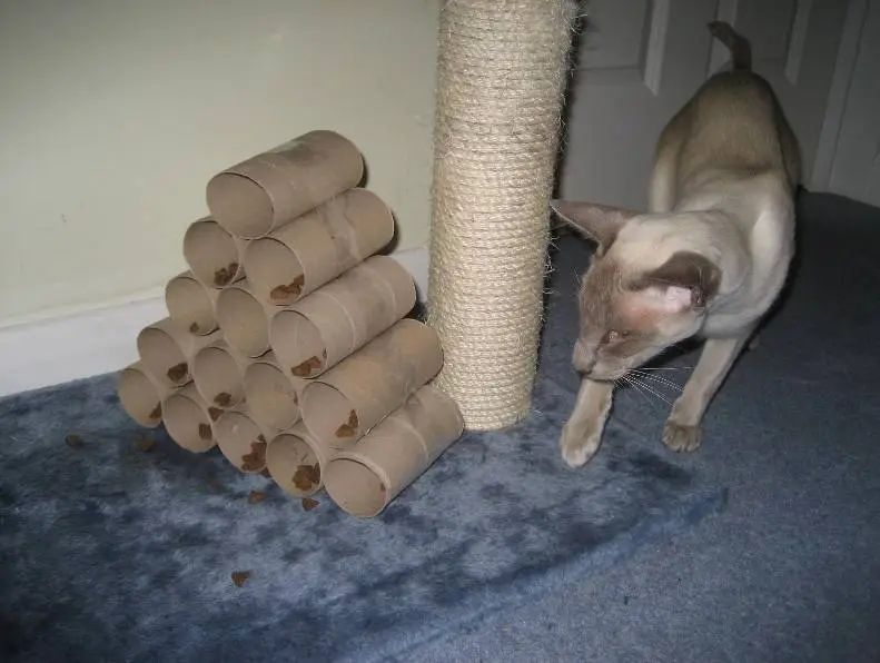 Try This: DIY Puzzle Feeders for Cats