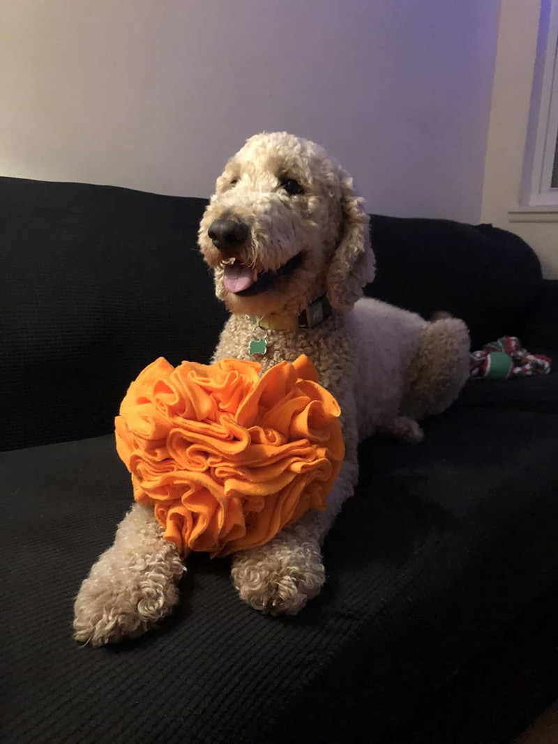 9 DIY Dog Toys to Keep Them Busy With Pictures Hepper