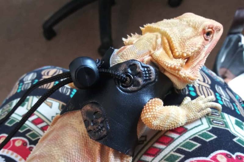 DIY bearded dragon harness