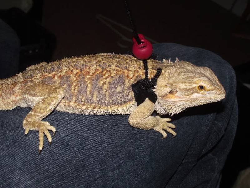 DIY reptile harness