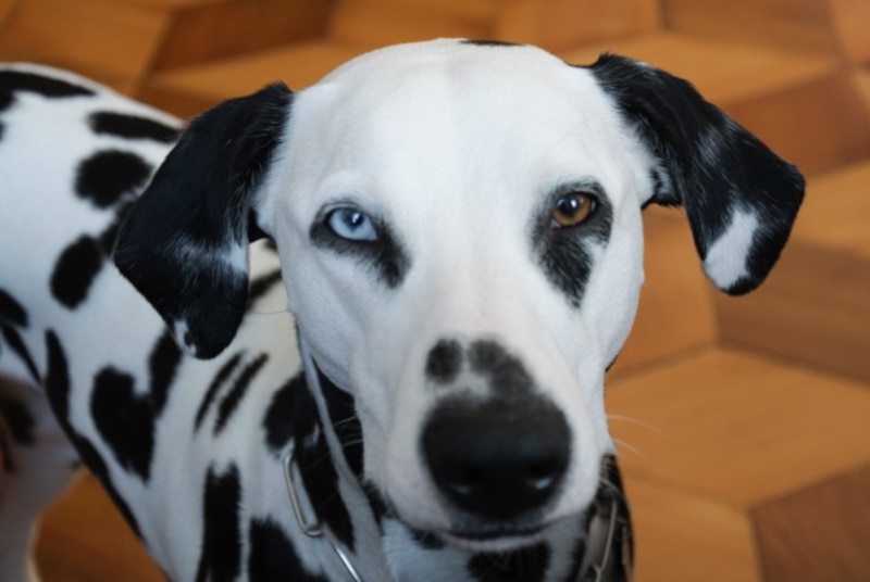 Dalmatian with heterochromia