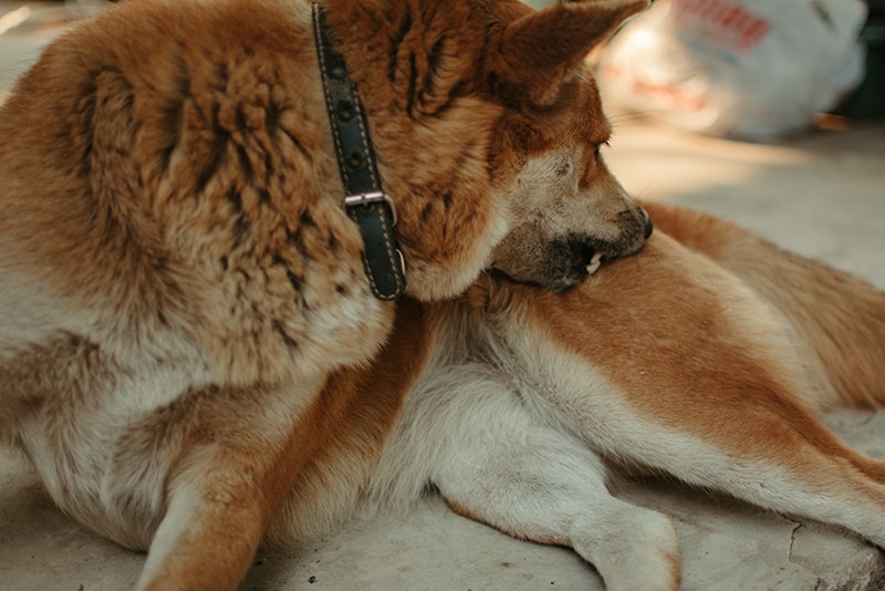 Dog Biting Himself