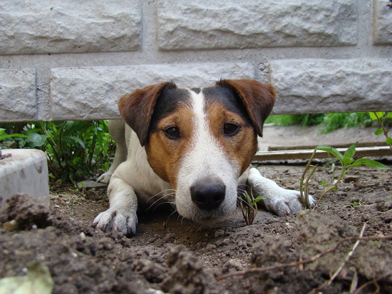 Dog Digging Fence