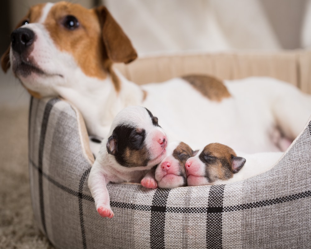 Puppies with mother on a dog bed