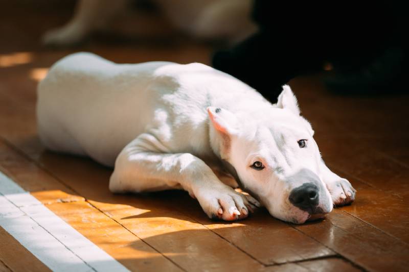 Dogo Argentino lying on the floor
